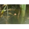 Korda Kruiser Control Line 12lb - 0.33mm 150m